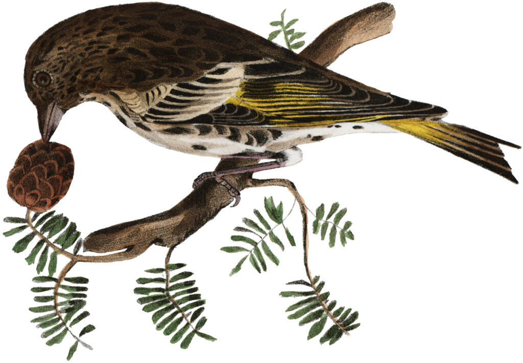brown bird branch image