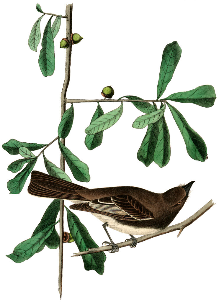 bird branch acorn image