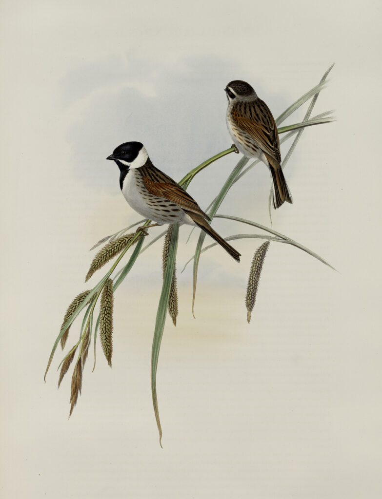 birds branch illustration