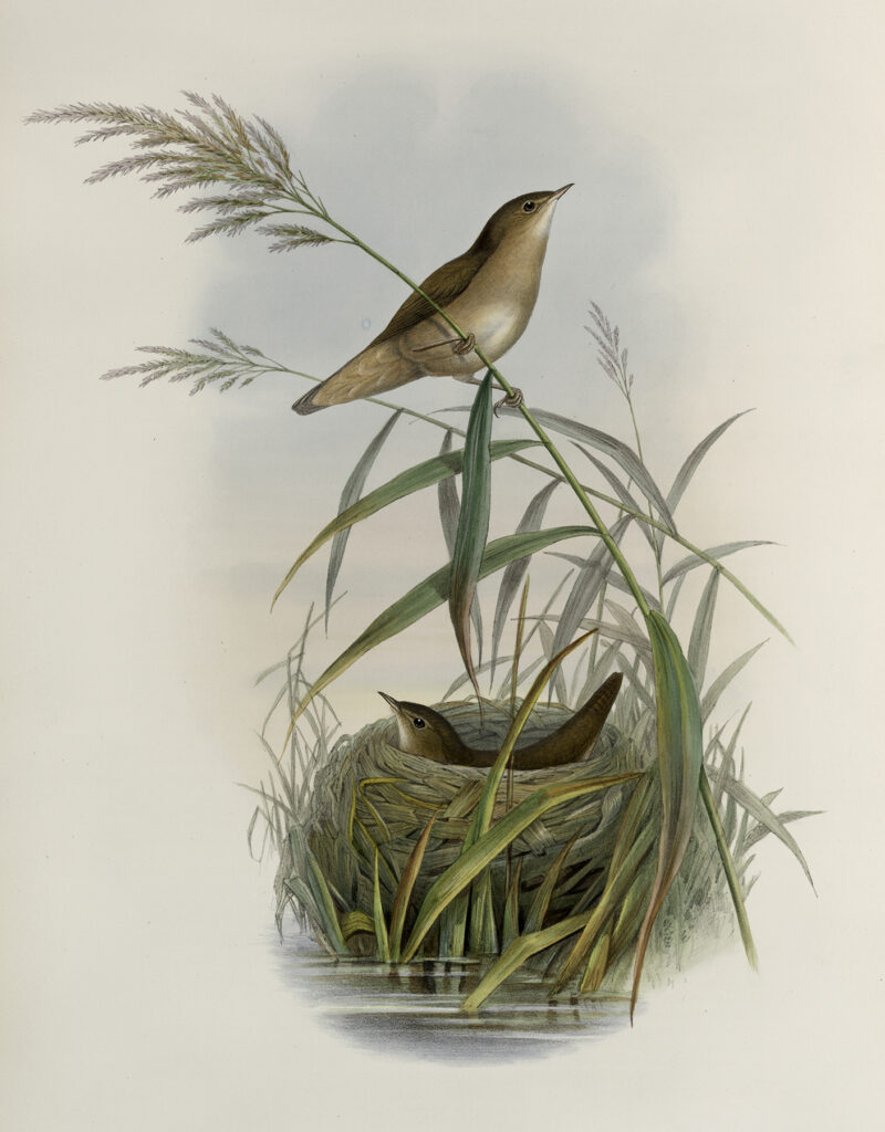 vintage birds nest grass illustration