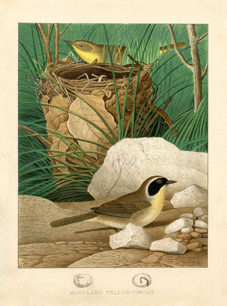 vintage birds nest illustration