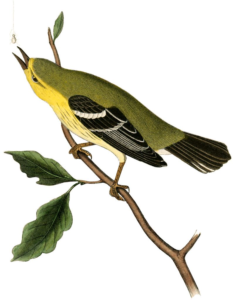 yellow bird twig illustration