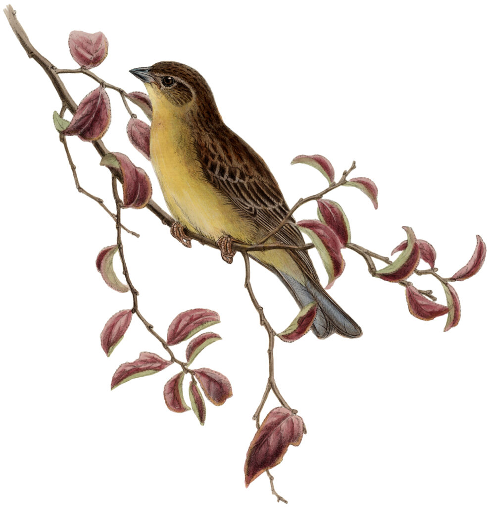 yellow bird branch image