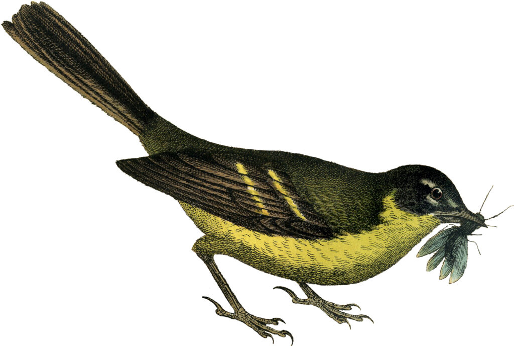 yellow bird insect illustration