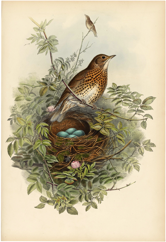 Victorian bird image - Free  Vintage birds, Birds painting, Bird