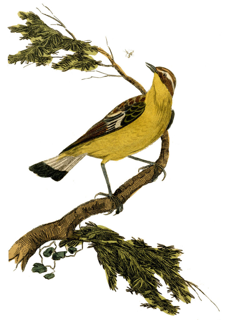 yellow bird branch image