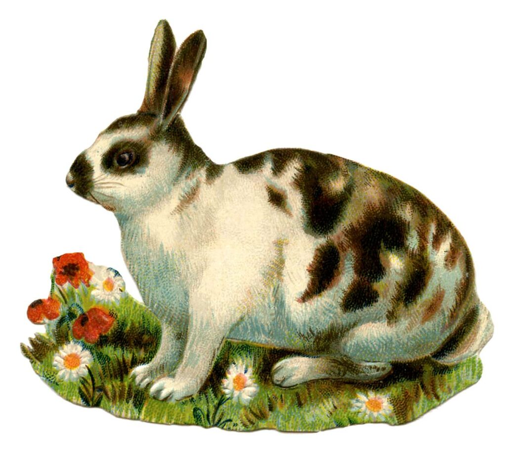 spotted bunny vintage illustration