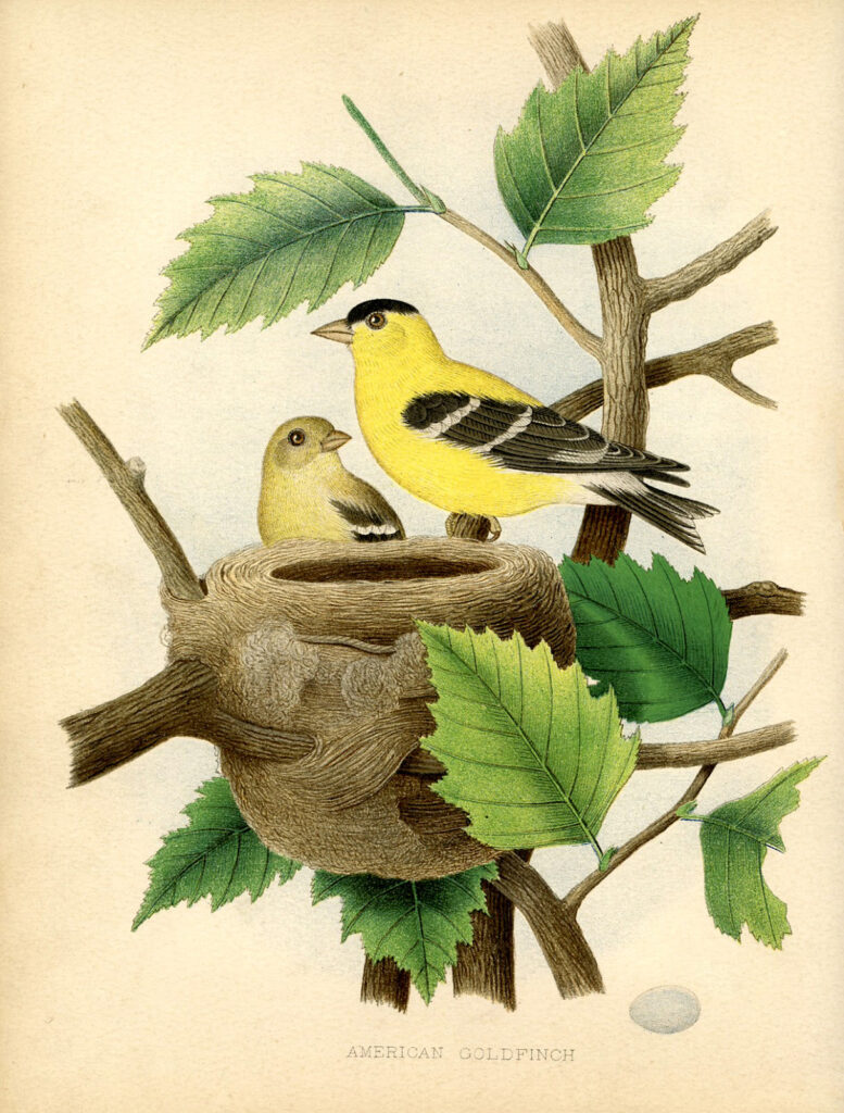 goldfinch nest printable botanical image