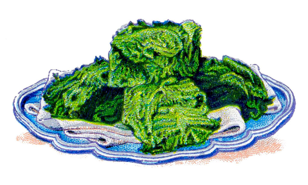 serving platter cabbage clipart