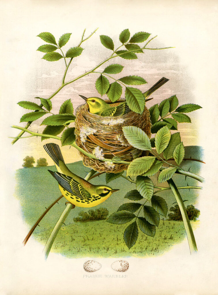 yellow birds nest illustration