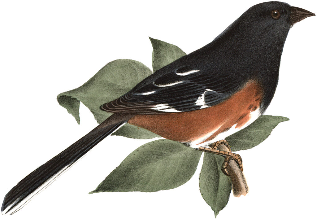 antique bird branch illustration