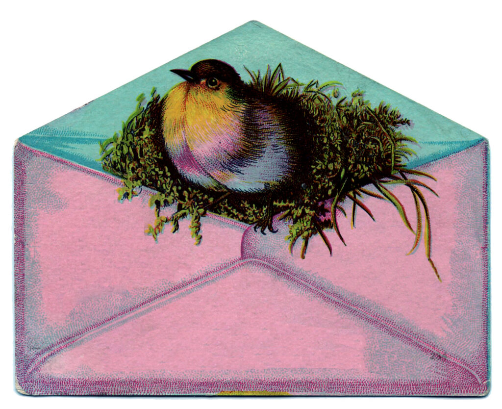 bird pink envelope image