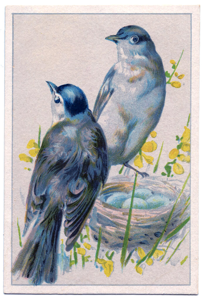 blue birds eggs illustration