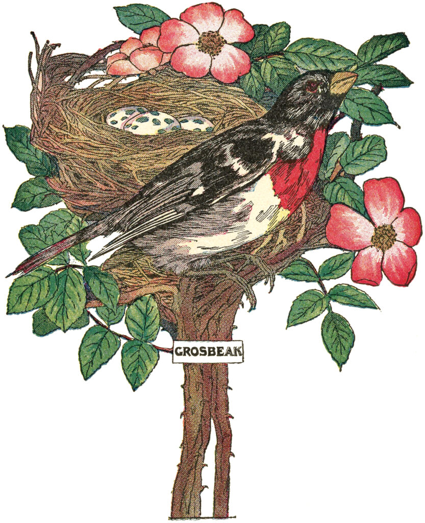 Grosbeak with eggs Illustration