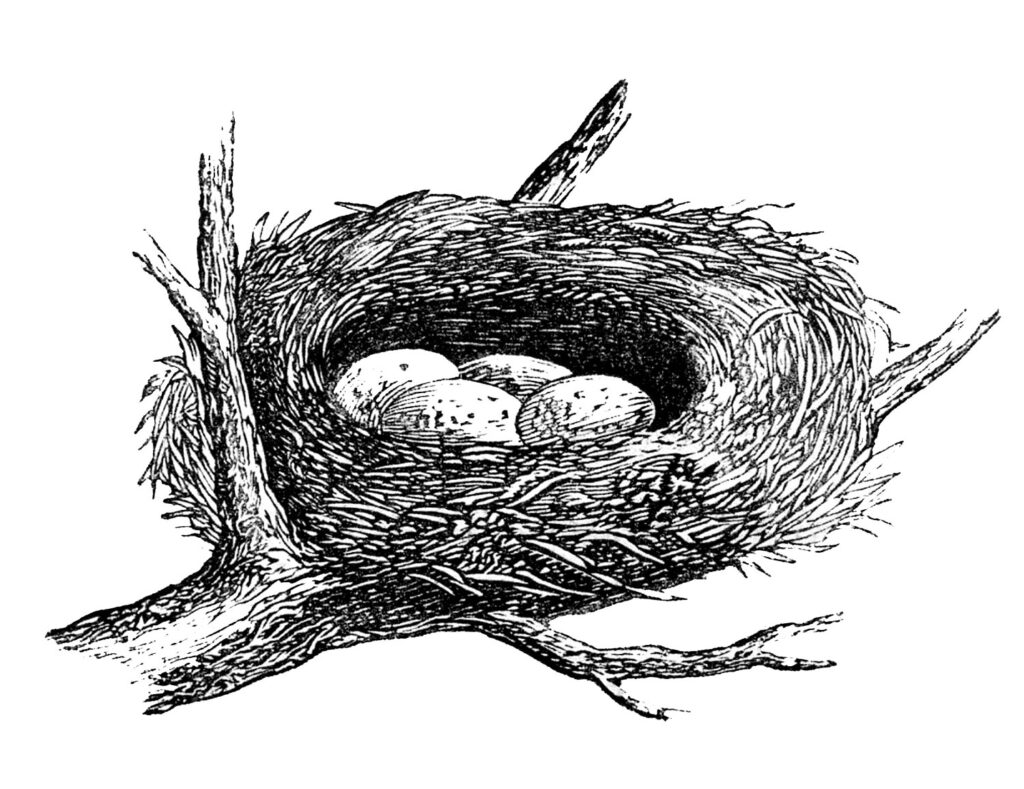 birds nest eggs branch image