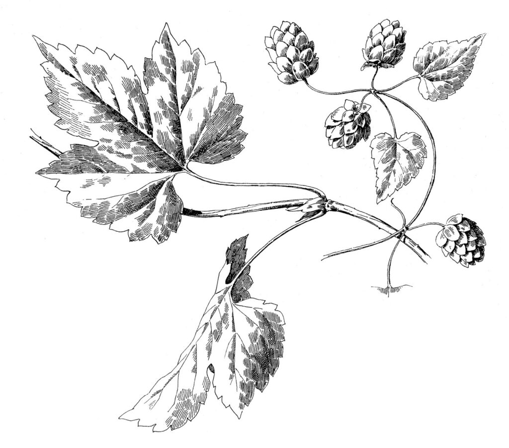 Hops Plant Image