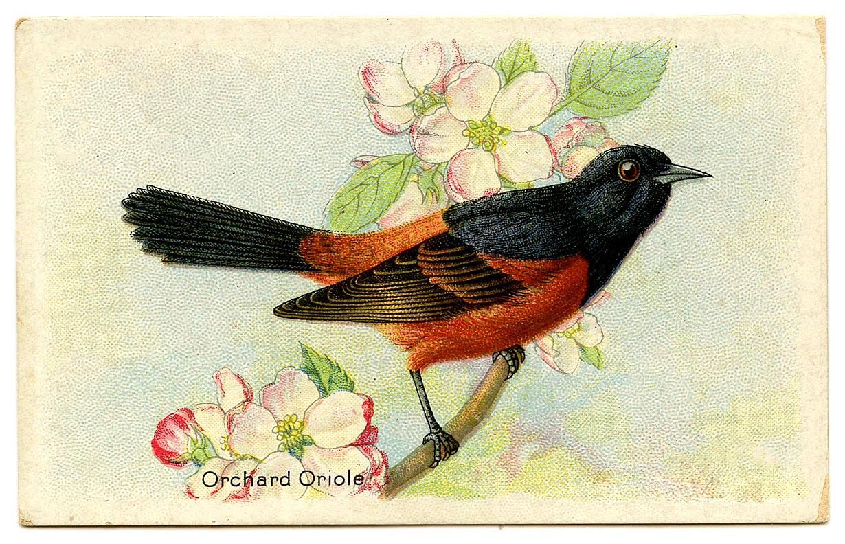 Oriole Bird Card