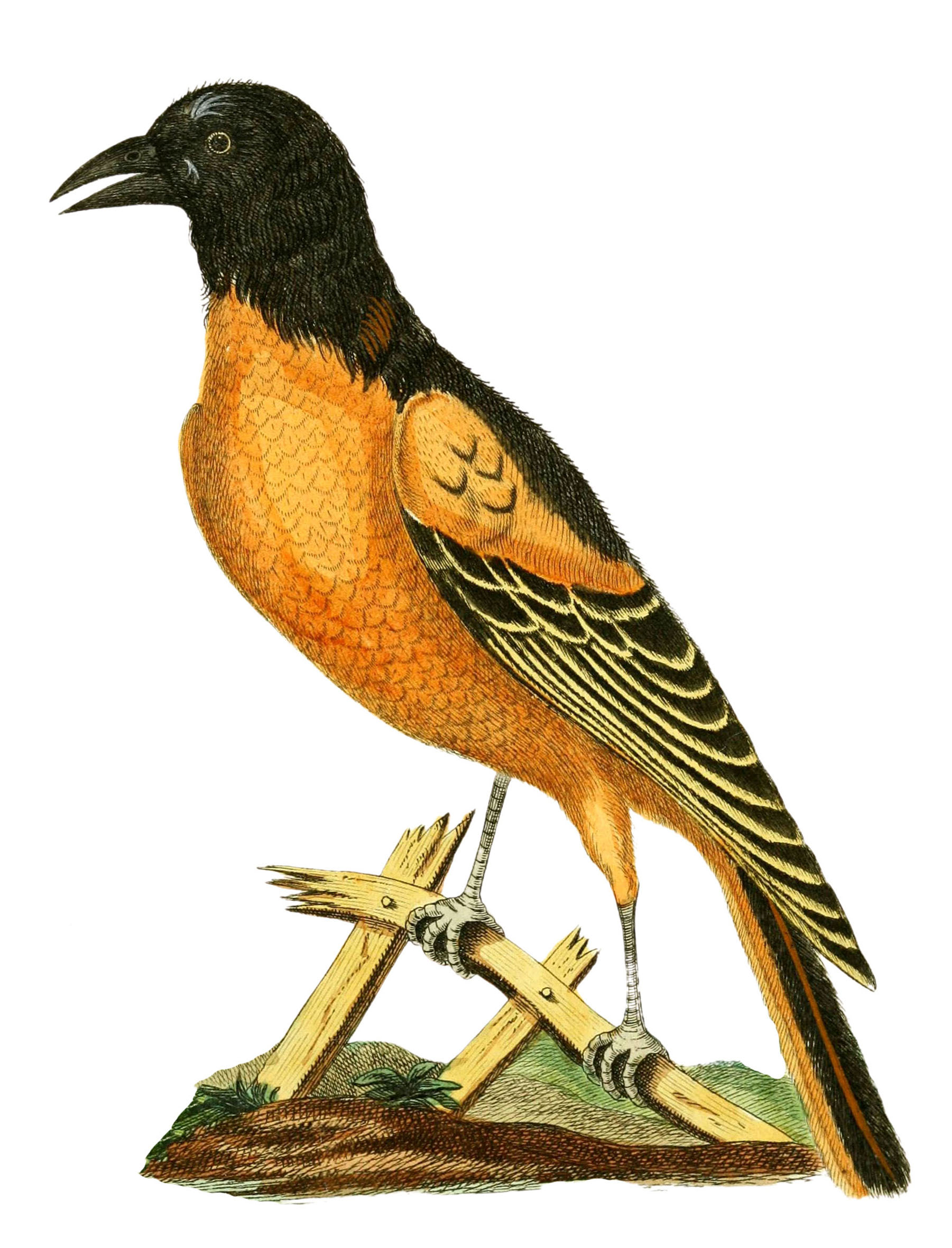 Oriole Bird Picture