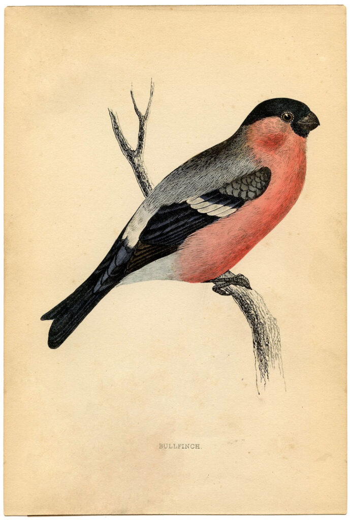 pink bird bullfinch natural history clipart