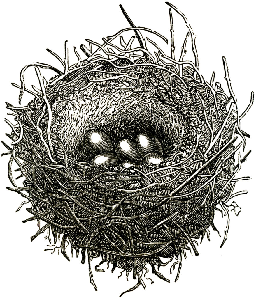 clip art bird nest