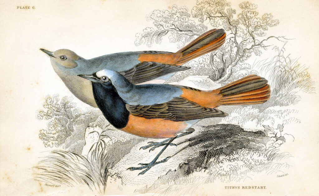 red start birds illustration