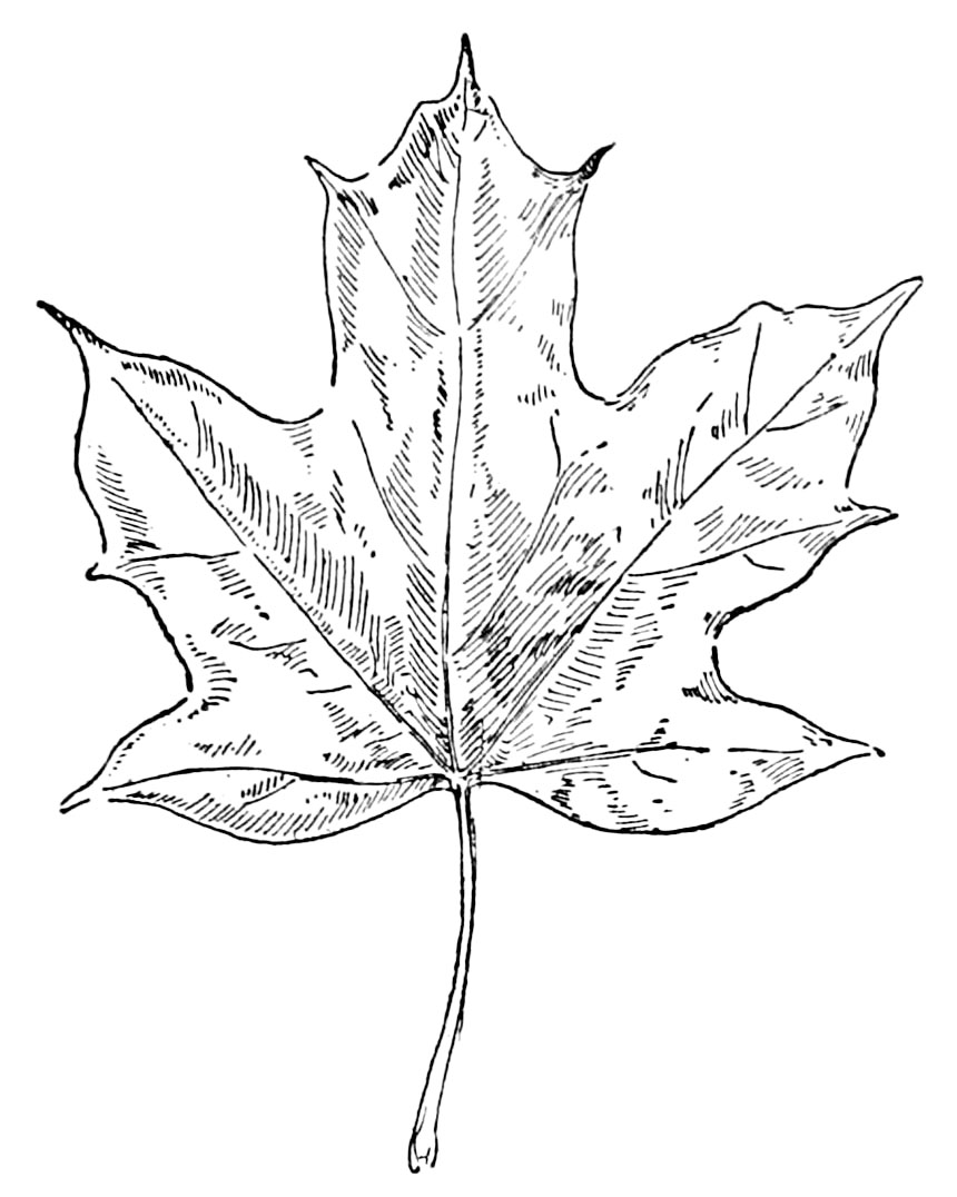 Sugar Maple Leaf Clipart