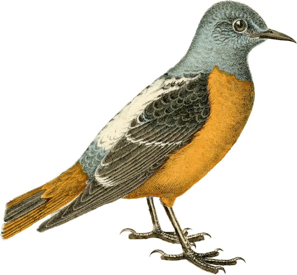 orange blue bird image