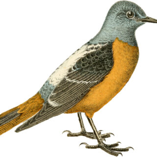 orange blue bird image