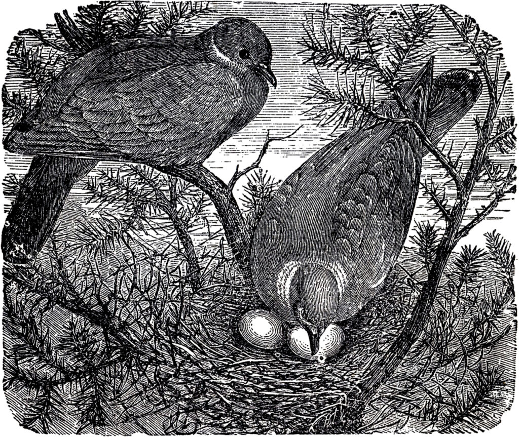 Nesting Birds Image