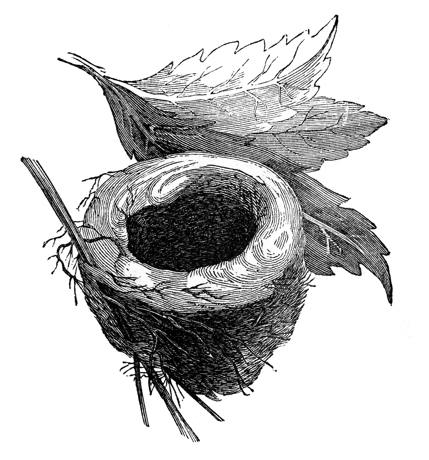 empty bird nest clip art black and white