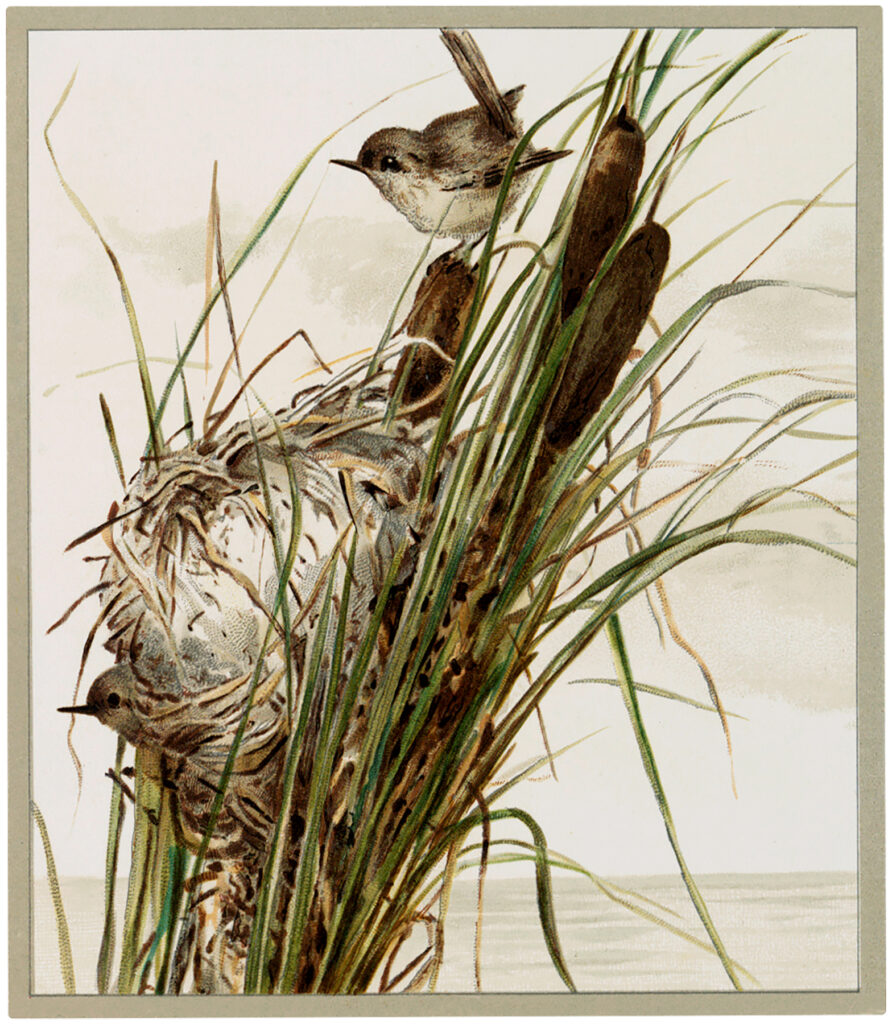 birds marsh grass nest image