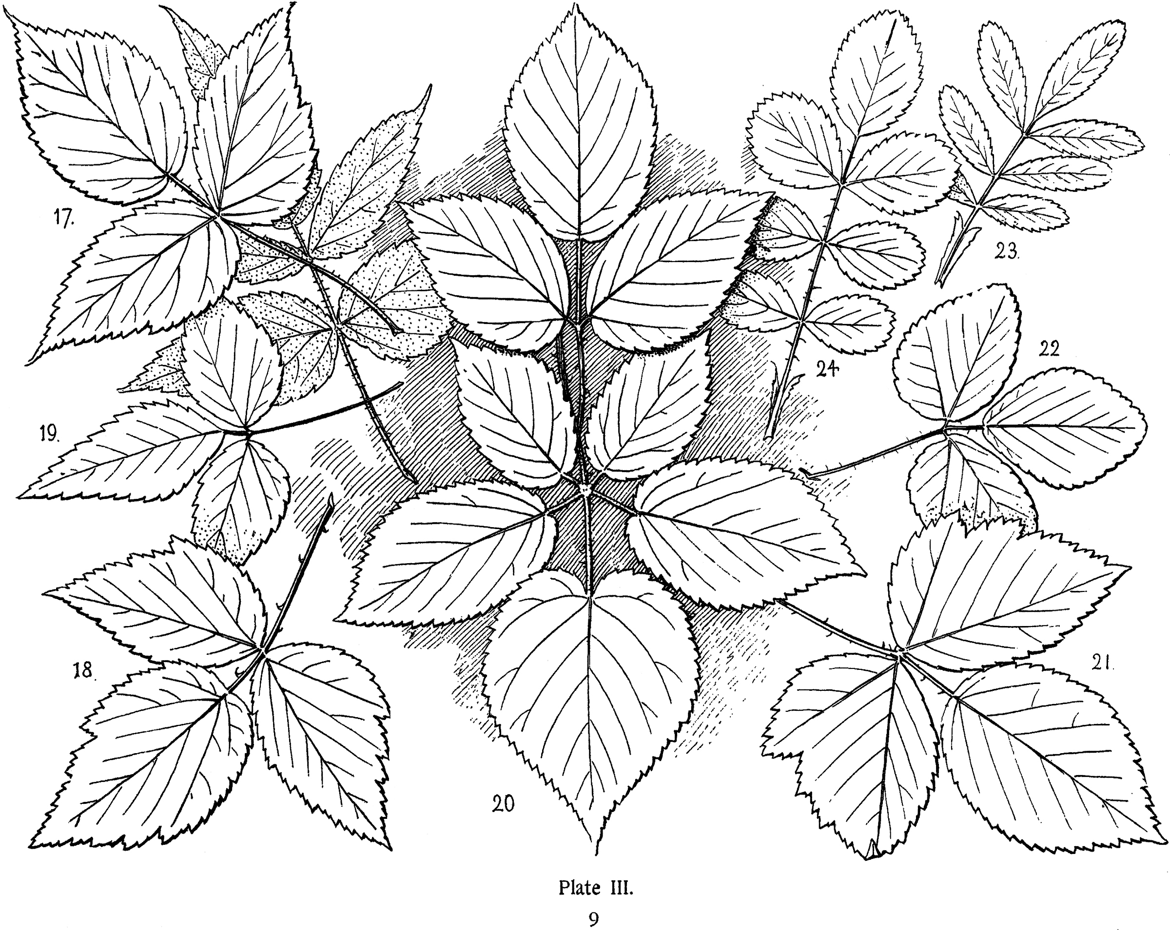 fall leaf clipart, black and white leaf - Stock Illustration