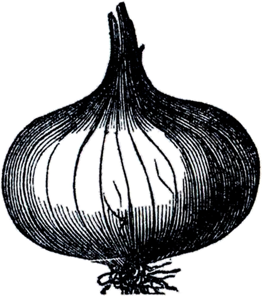 black white onion clipart