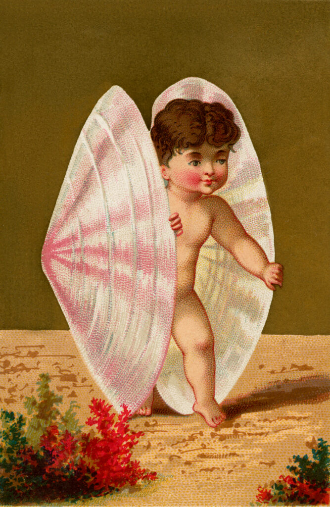 baby seashell vintage illustration