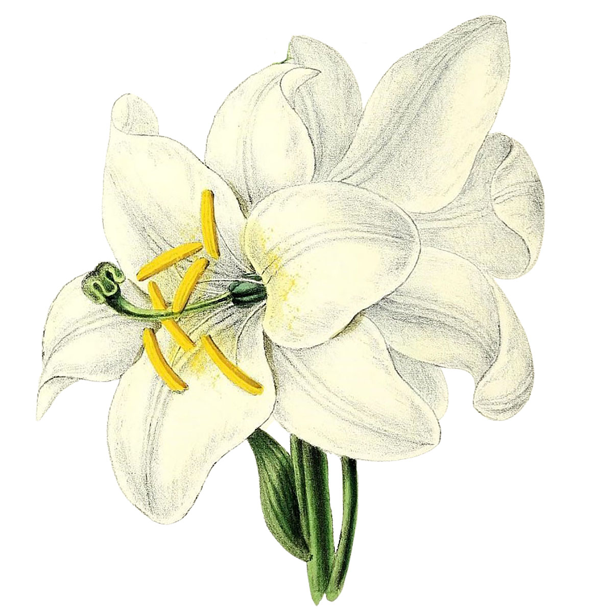 White Easter Lily Images