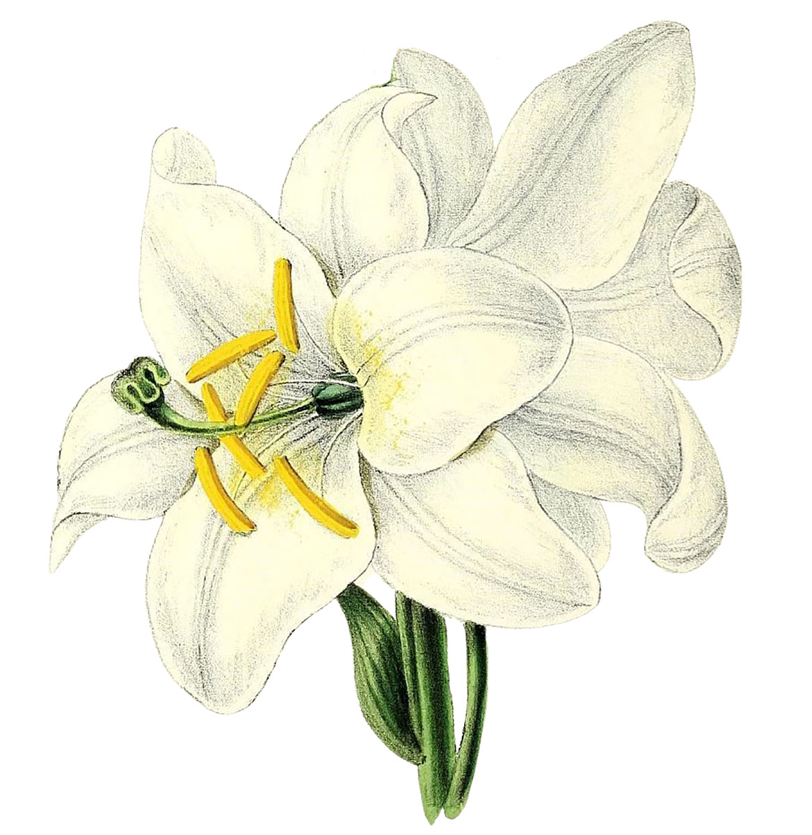 9 Easter Lily Images! The Graphics Fairy