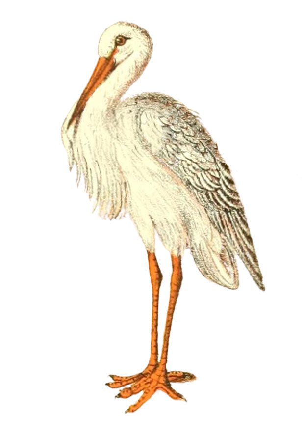 White Stork Image