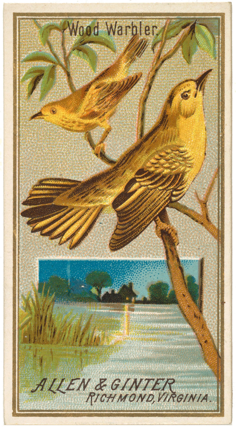 Yellow Bird Picture Card