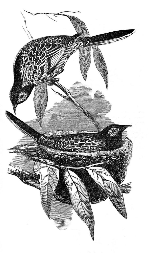 bird pair nest illustration