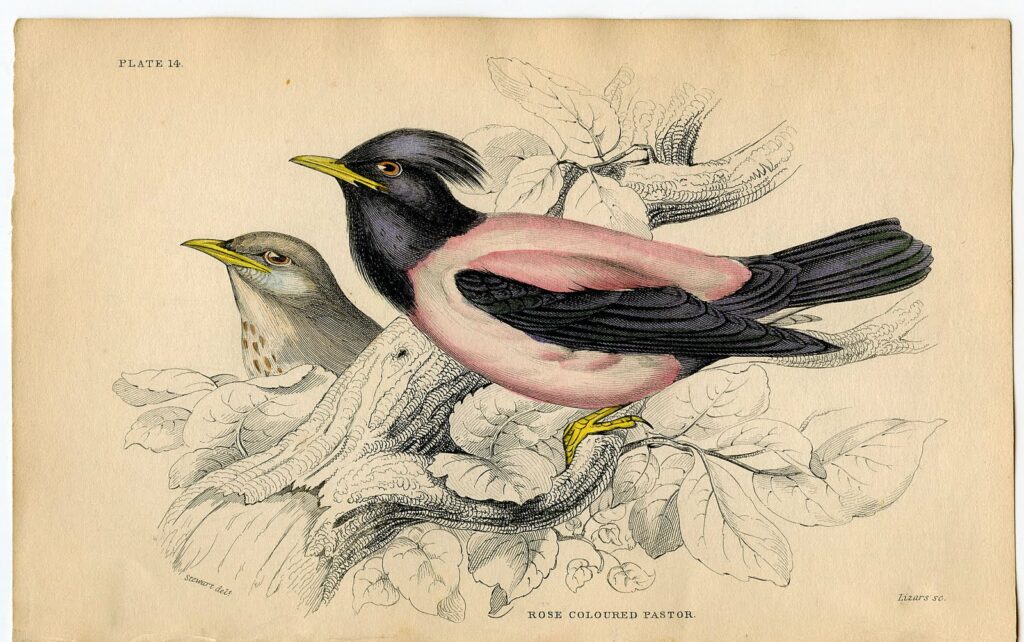 pink bird natural history print