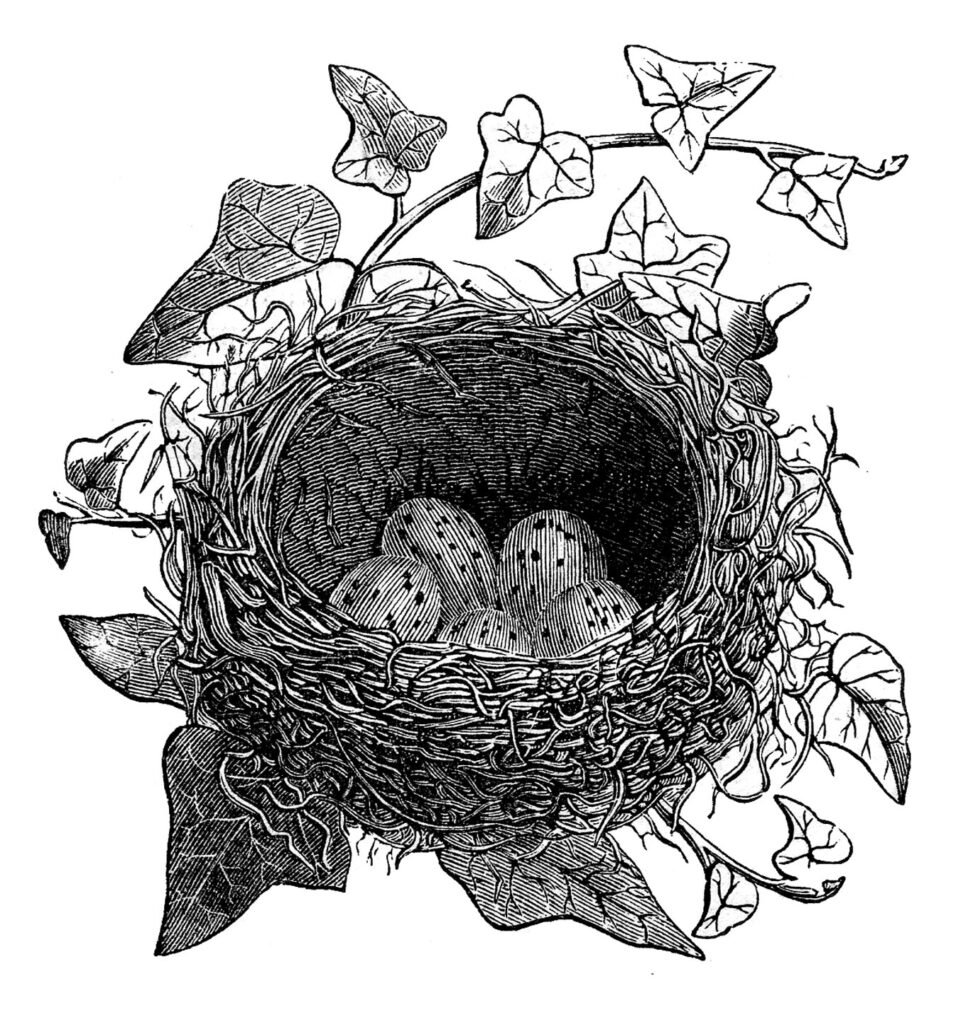 birds nest image with ivy