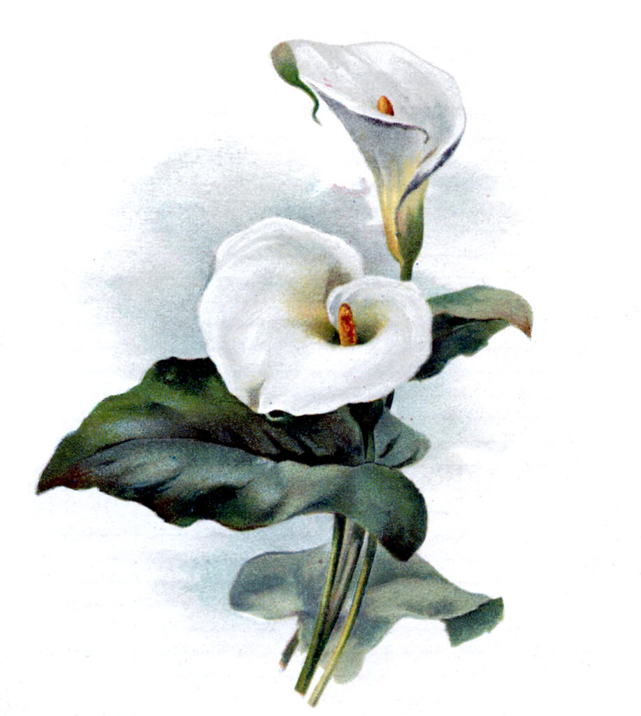 Cala Lily illustration