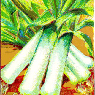 leeks vintage image