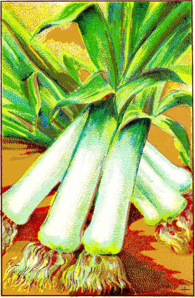 leeks vintage image