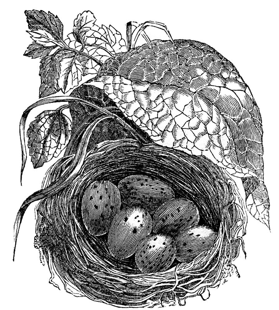 empty bird nest clip art black and white