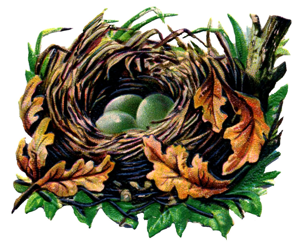 Fall Nest Image