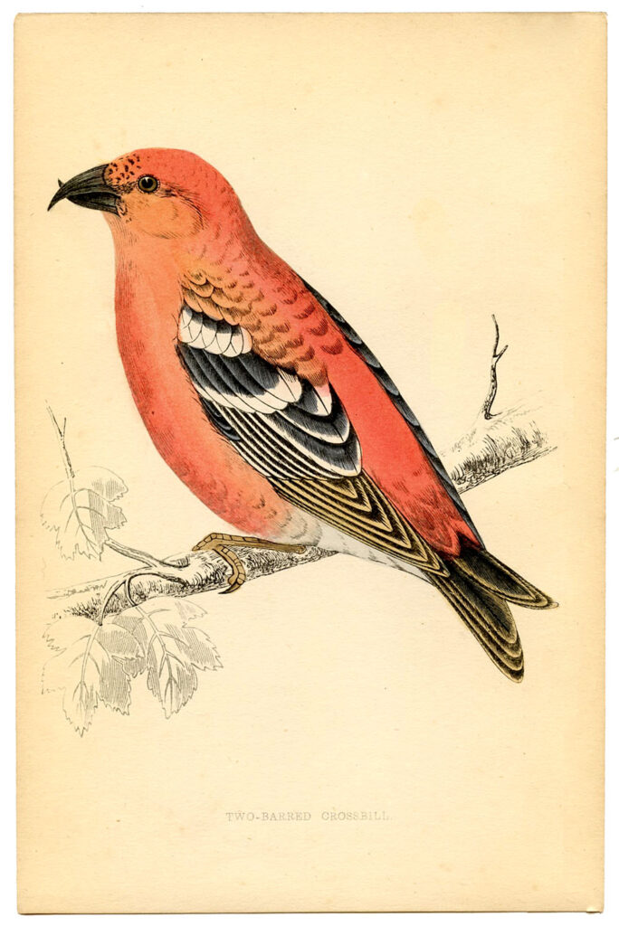 Crossbill natural history illustration