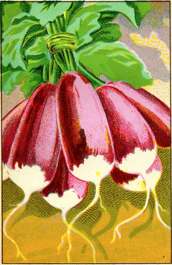 radishes vintage illustration