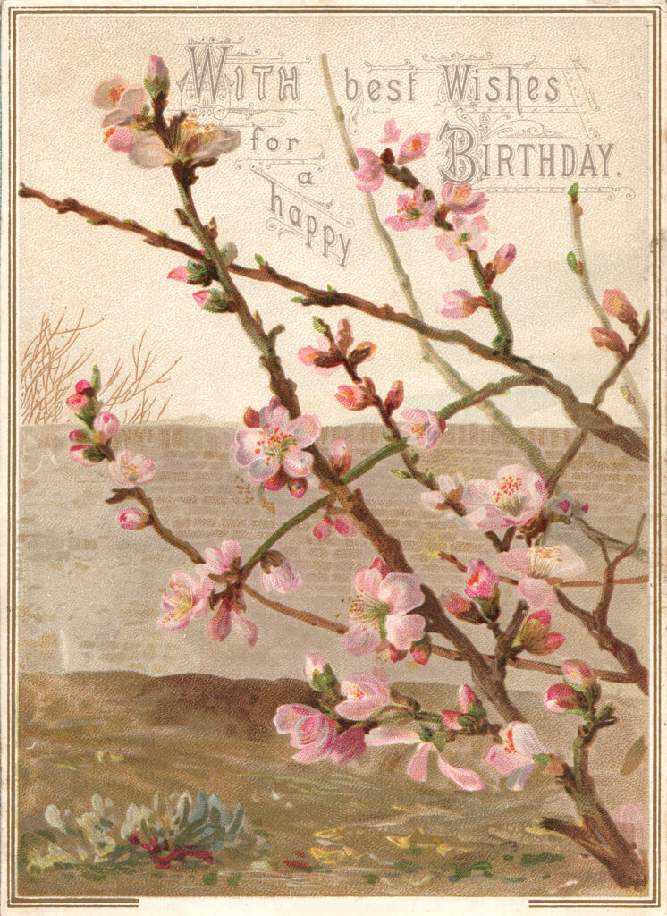 Birthday Pink Blossoms Image