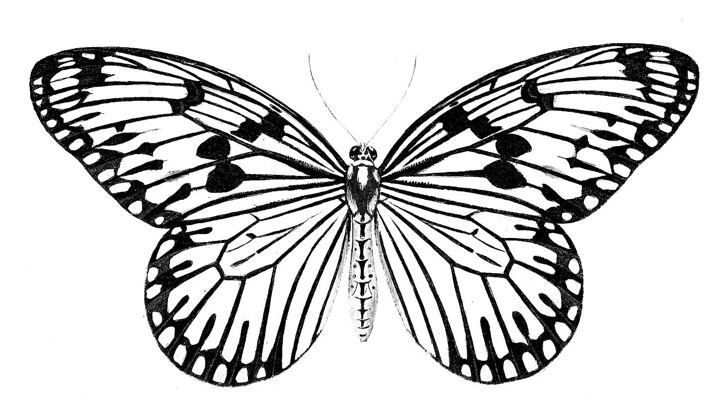 single butterfly clipart to color